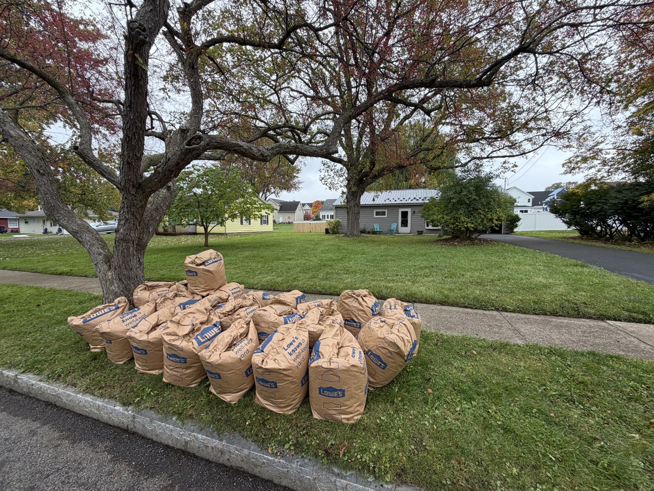 Cleanup finished — rows of filled paper leaf bags lined up at the curb, with the cleaned lawn behind