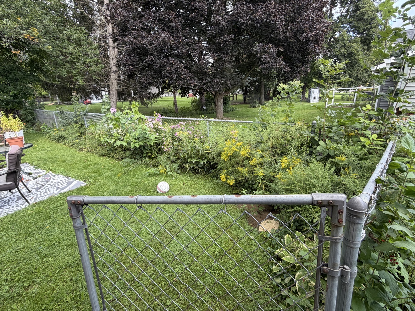Fence line before cleanup — choked with weeds, seen over the chain-link gate