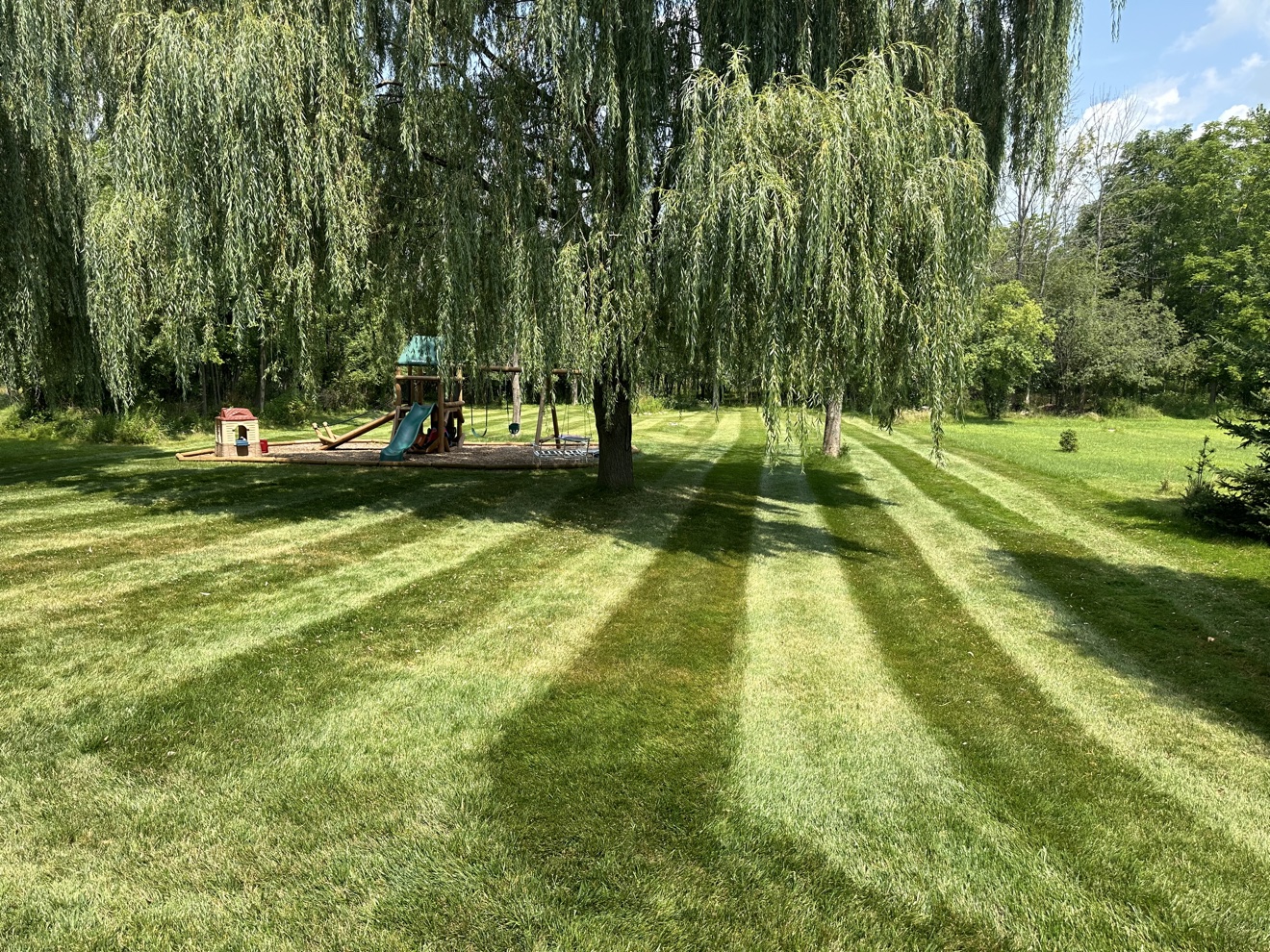 Backyard lawn with mowing stripes beneath weeping willow trees
