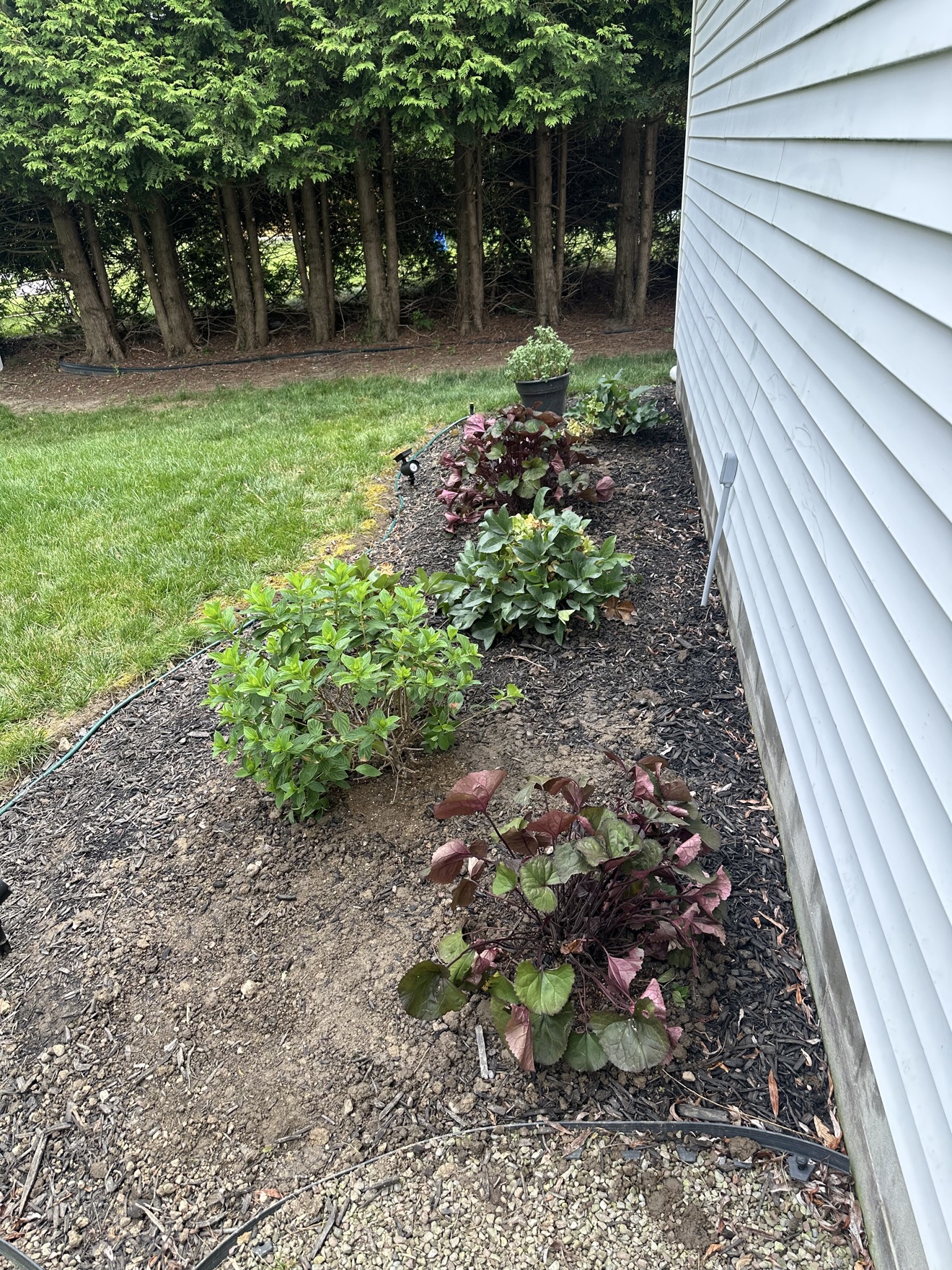 Mulched garden bed along the side of a house, planted with shrubs and perennials