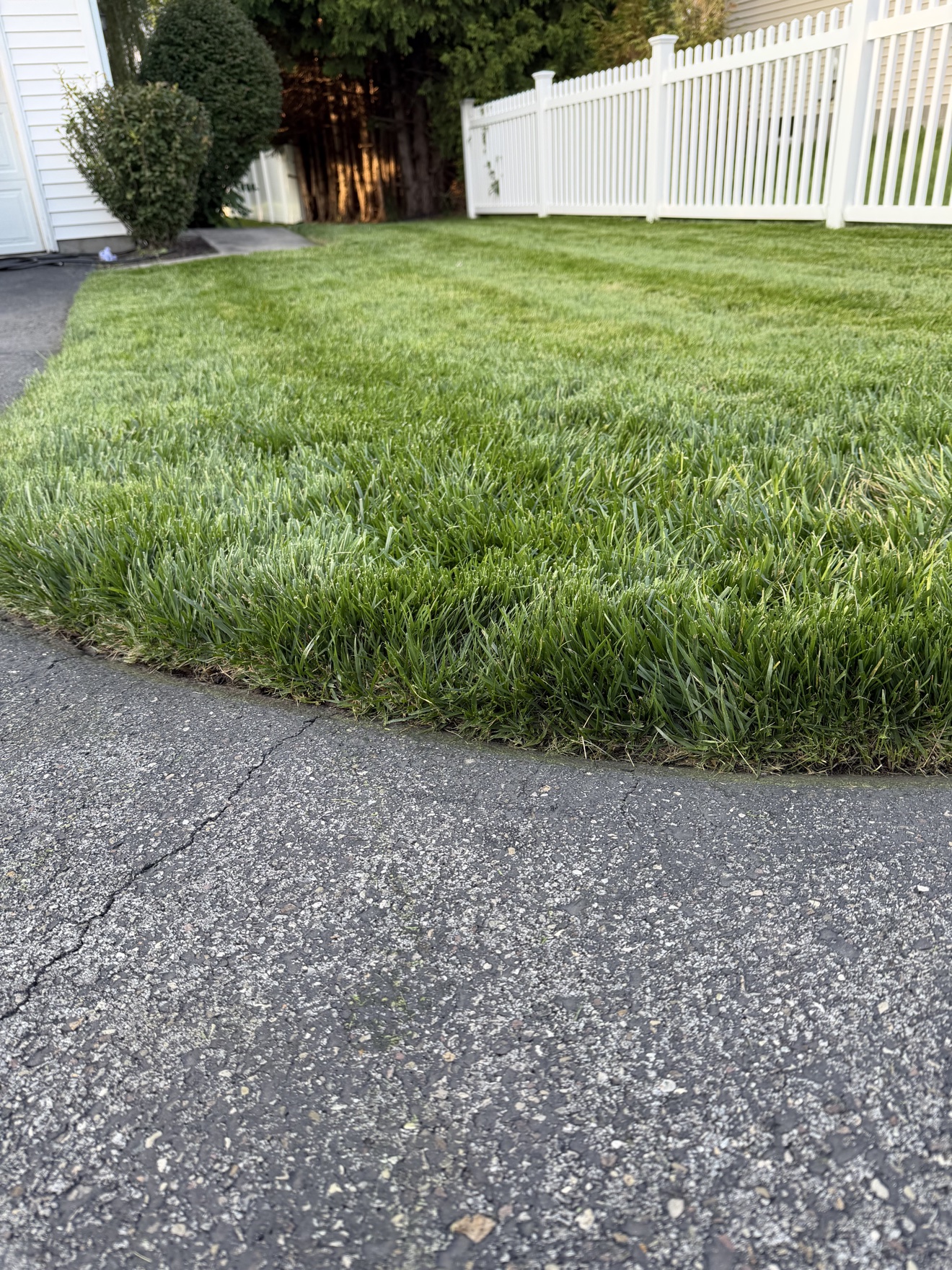 Low-angle view of a thick green lawn with a crisp, clean edge cut along an asphalt driveway