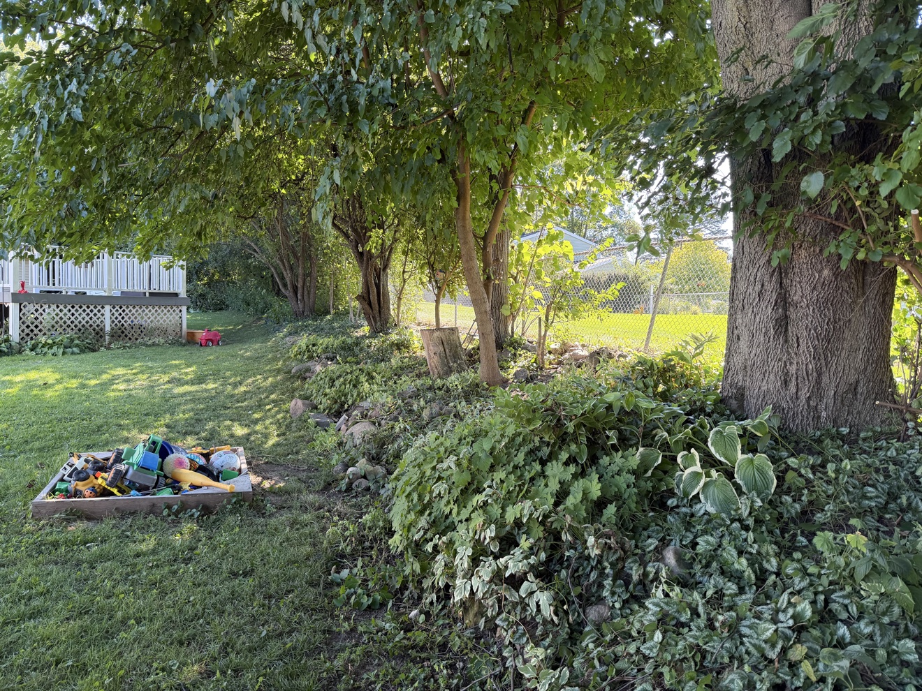 Same tree line after cleanup — ground cover cleared back and trees limbed up