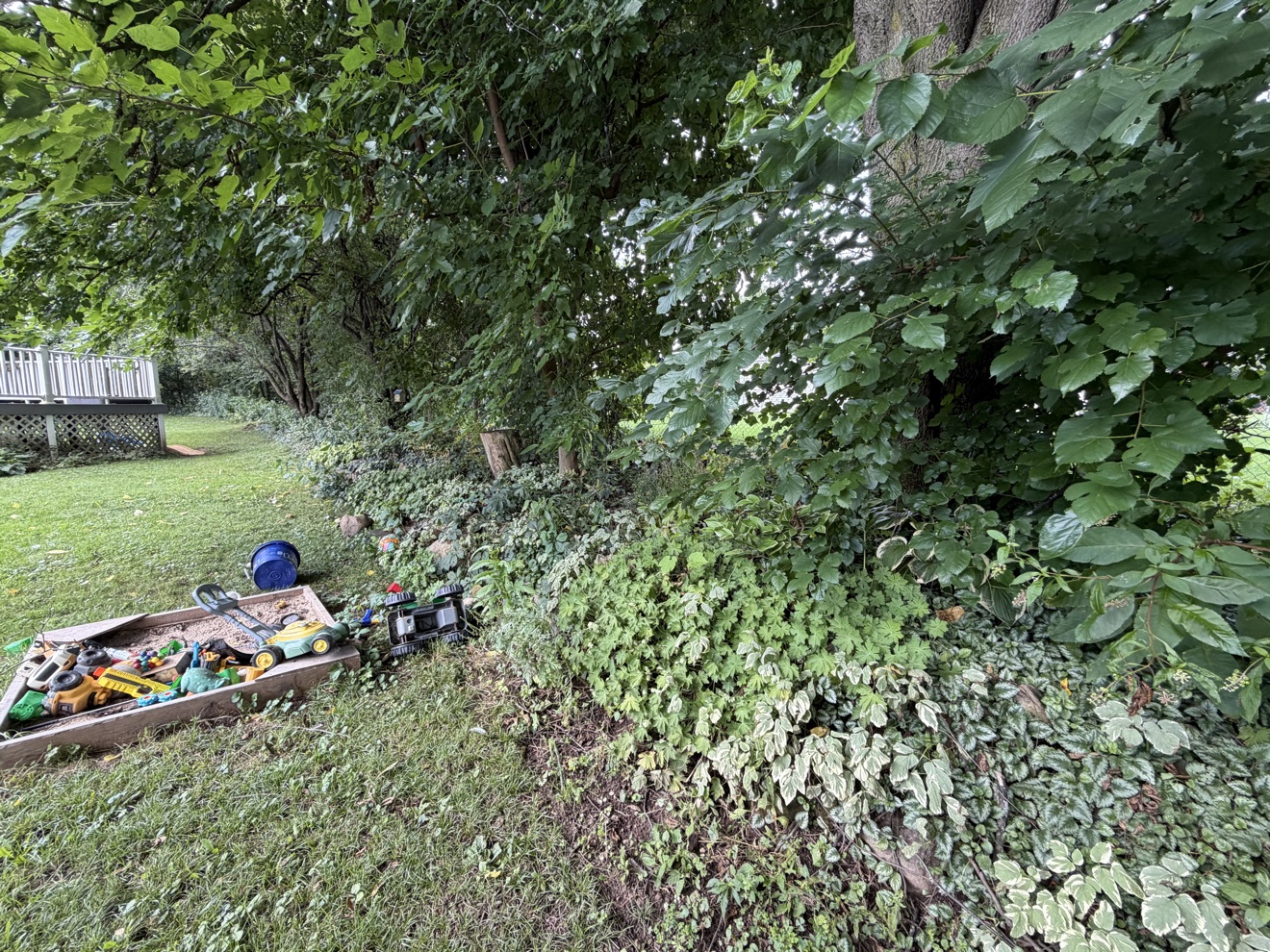 Backyard tree line before cleanup — ground cover and low branches overgrown, sandbox in the foreground